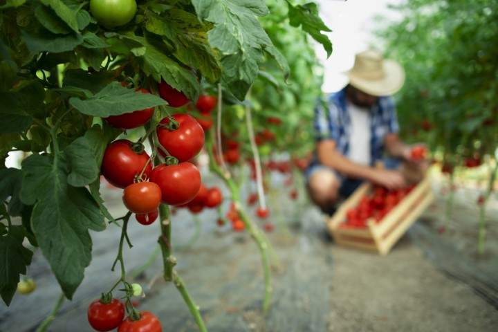 Organic food farm tomato's image