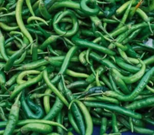 fresh farm green chilis vegetable exporter and supplier