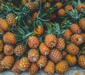 fresh farm pineapple exporter and supplier