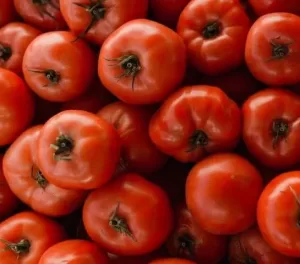 fresh farm Tomatos vegetable exporter and supplier