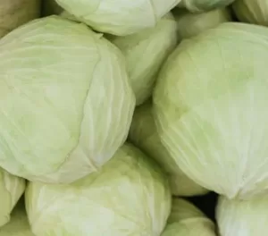 fresh farm cabbage vegetable exporter and supplier