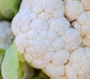 fresh farm cauliflower vegetable exporter and supplier