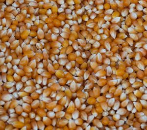 "Image of Herbocrop Exim's Best Dried Corn"