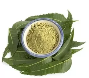Ayurvedic herb Azadirachta indica or white bowl of full neem powder with neem leaves